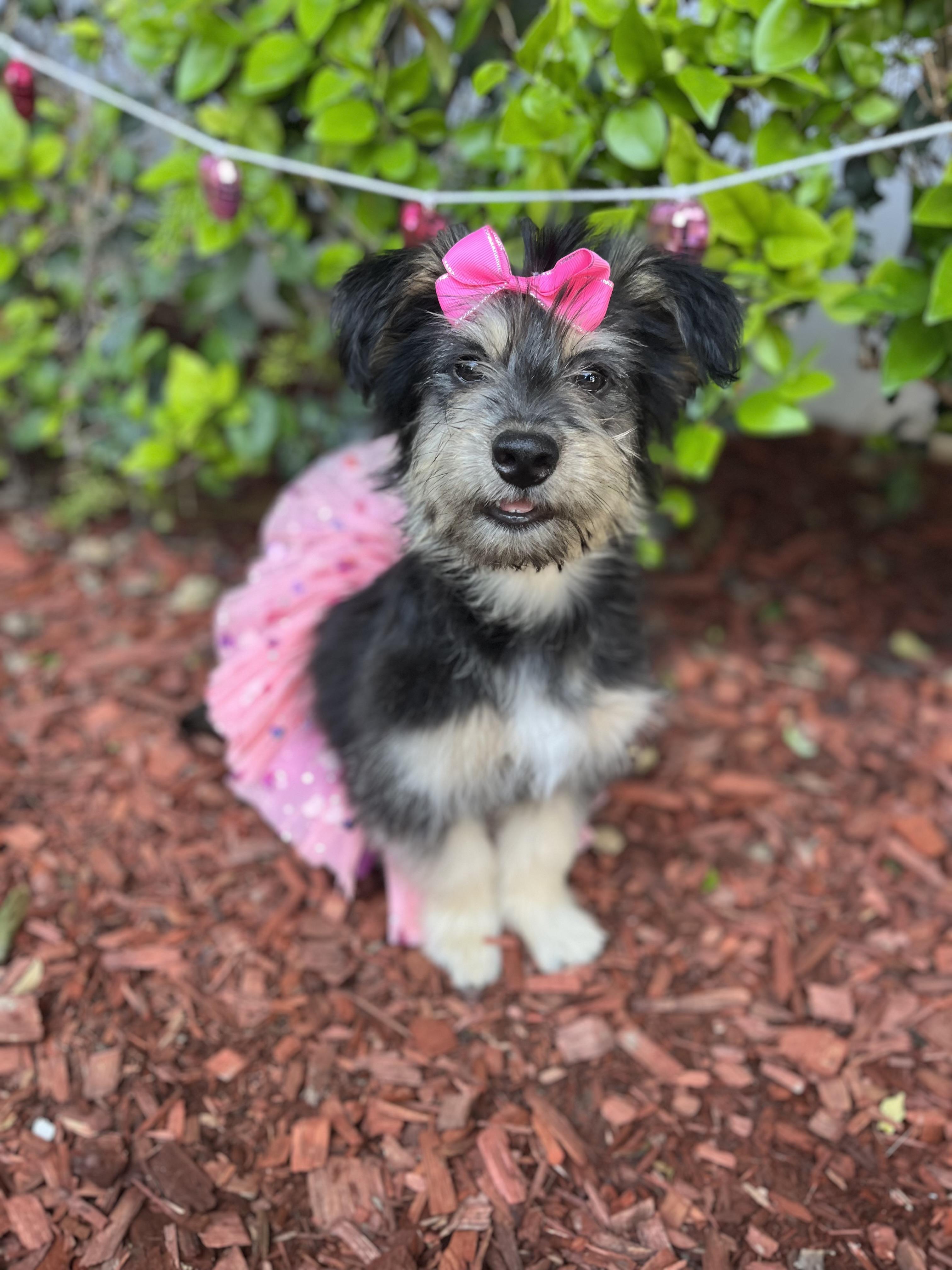 Patty, Adoptable, Puppy Female Poodle & Terrier.