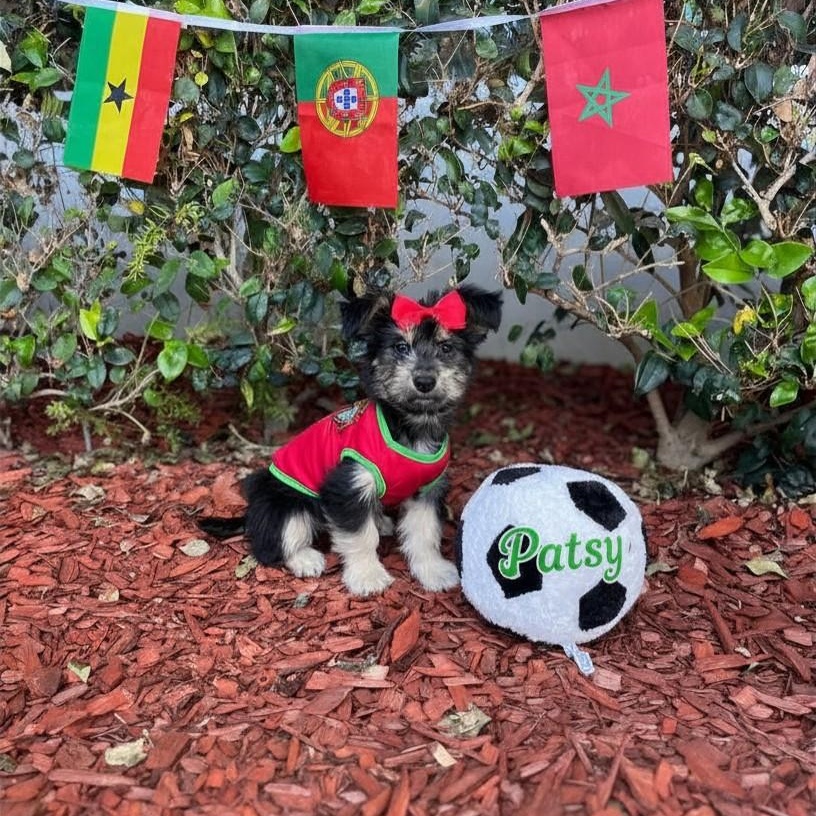 Enlarge Patsy, a Adoptable mixed breed in South El Monte, CA image 1/5