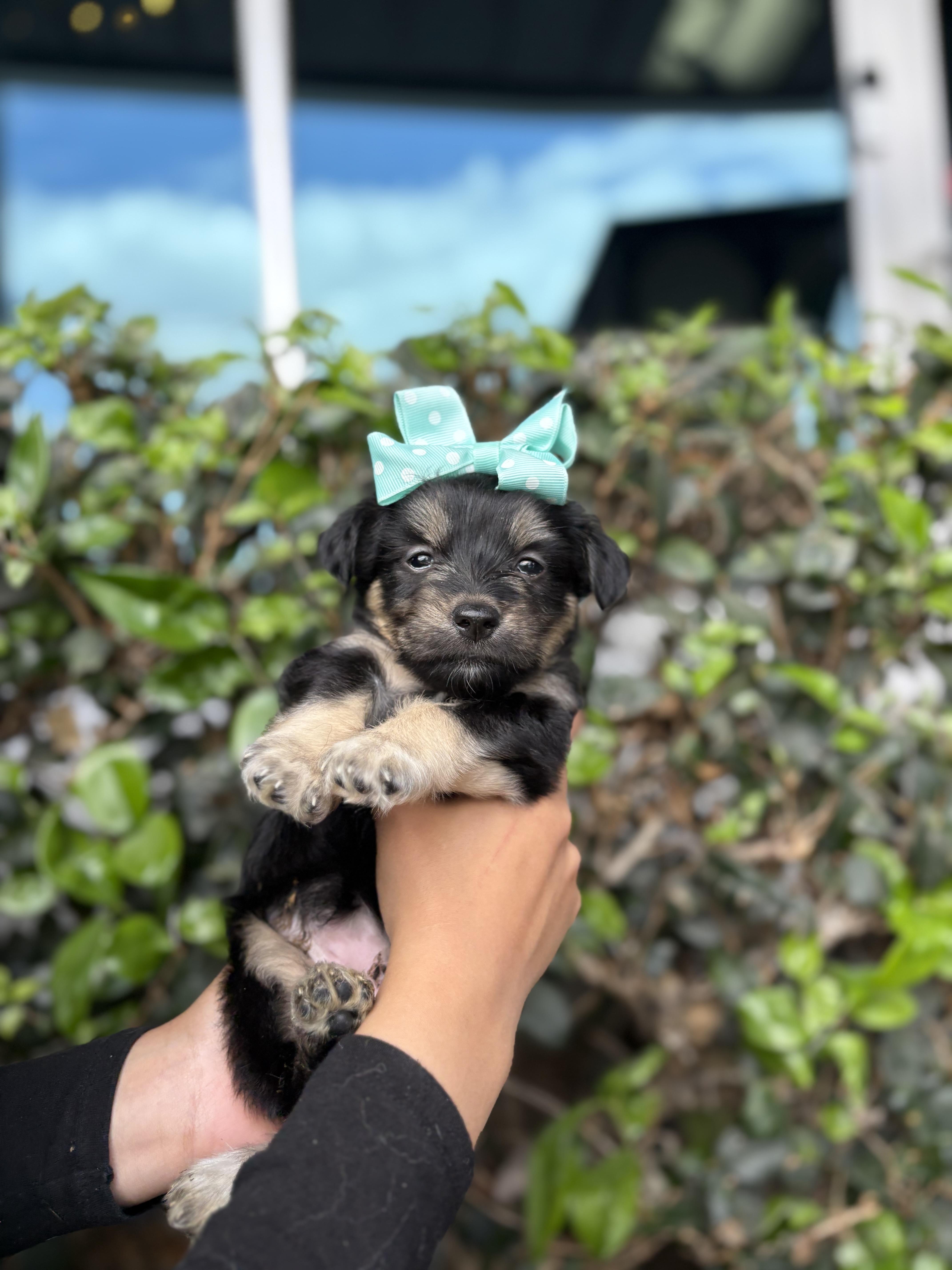 Patsy, a Adoptable mixed breed in South El Monte, CA image 4/4