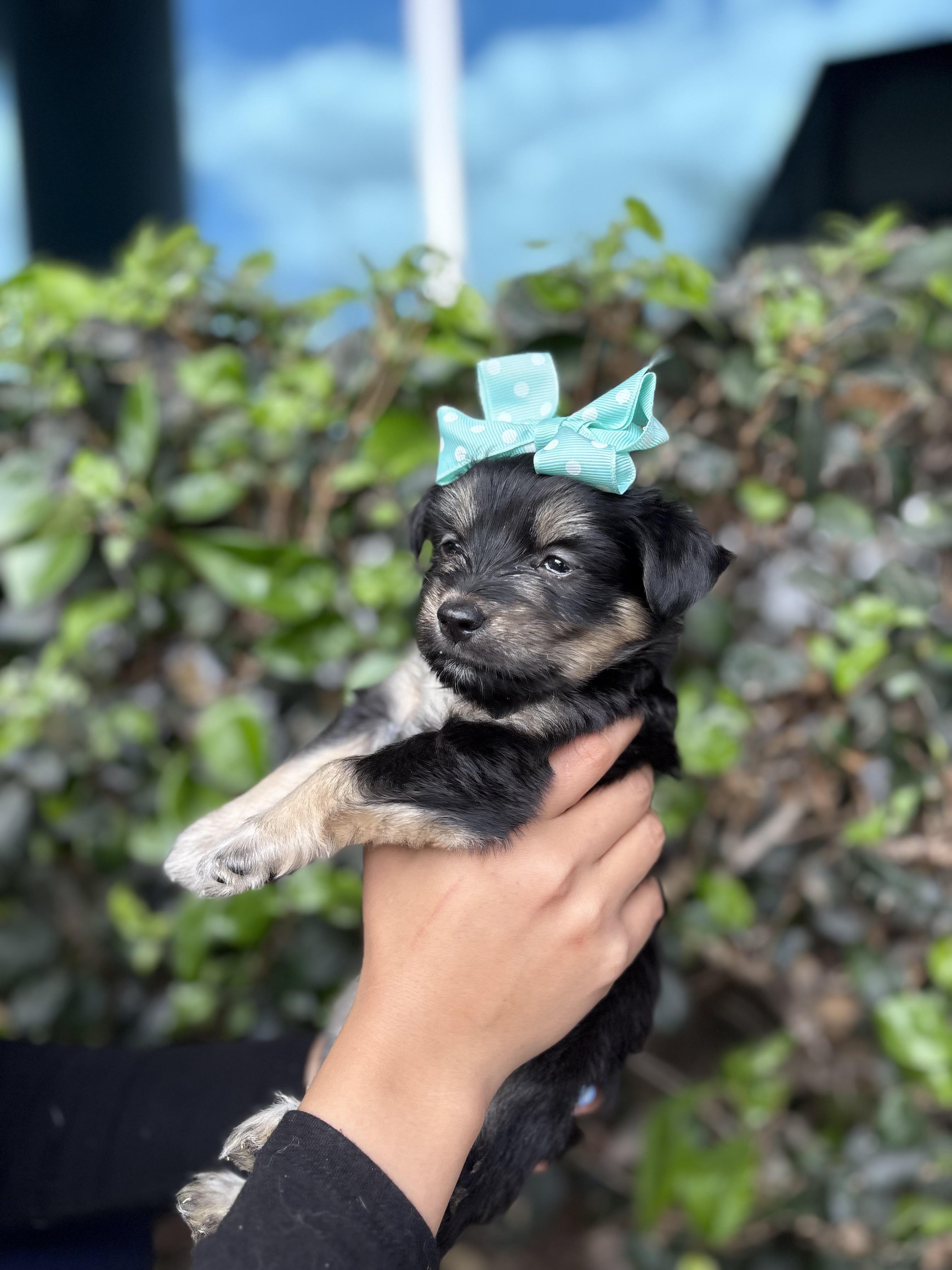 Patsy, a Adoptable mixed breed in South El Monte, CA image 3/4