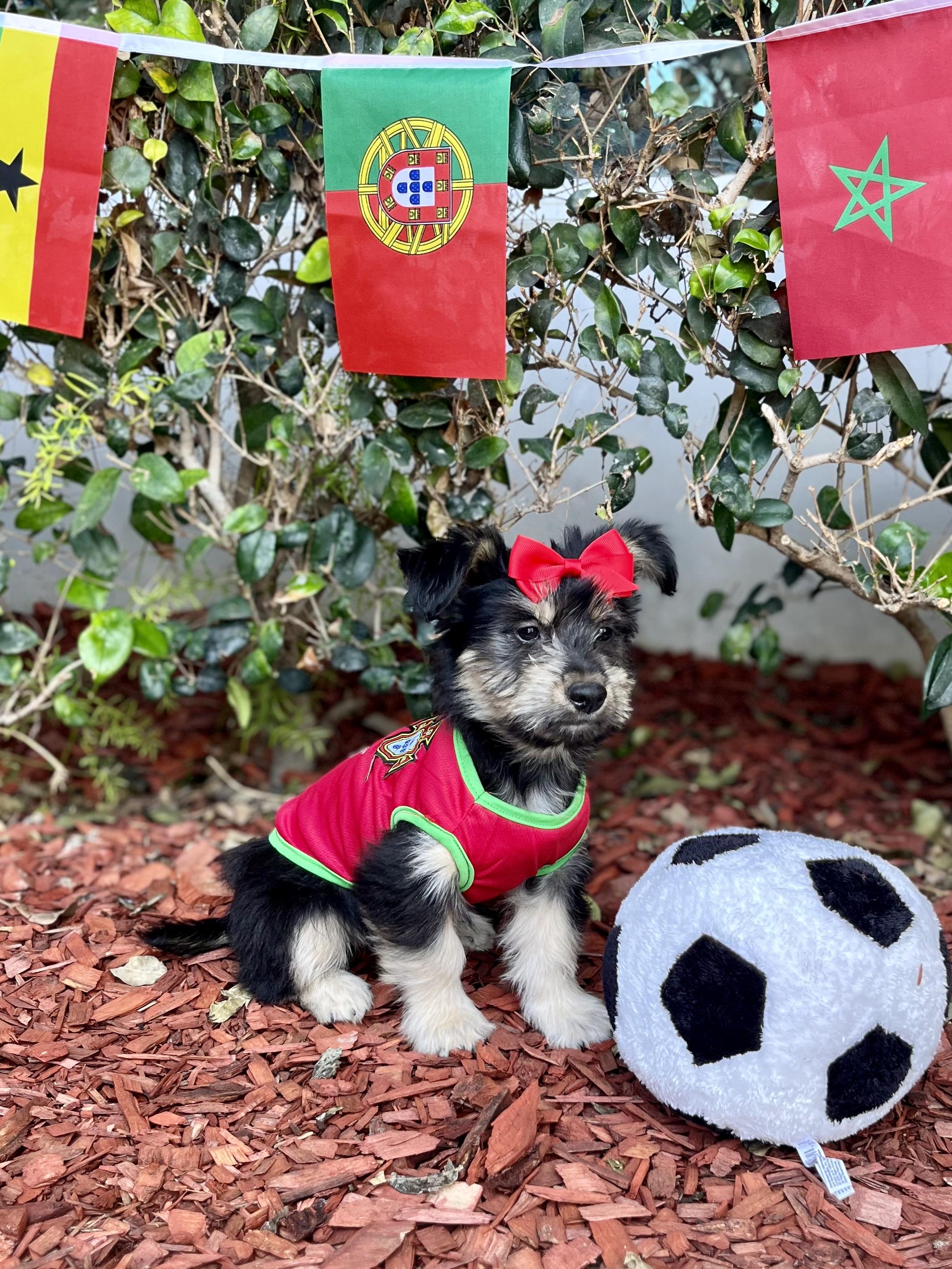 Enlarge Patsy, a Adoptable mixed breed in South El Monte, CA image 2/5