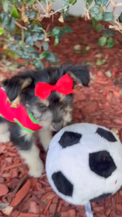 Enlarge Patsy, a Adoptable mixed breed in South El Monte, CA video 3/5