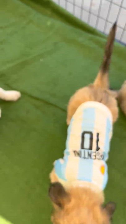 Enlarge Patsy, a Adoptable mixed breed in South El Monte, CA video 4/5