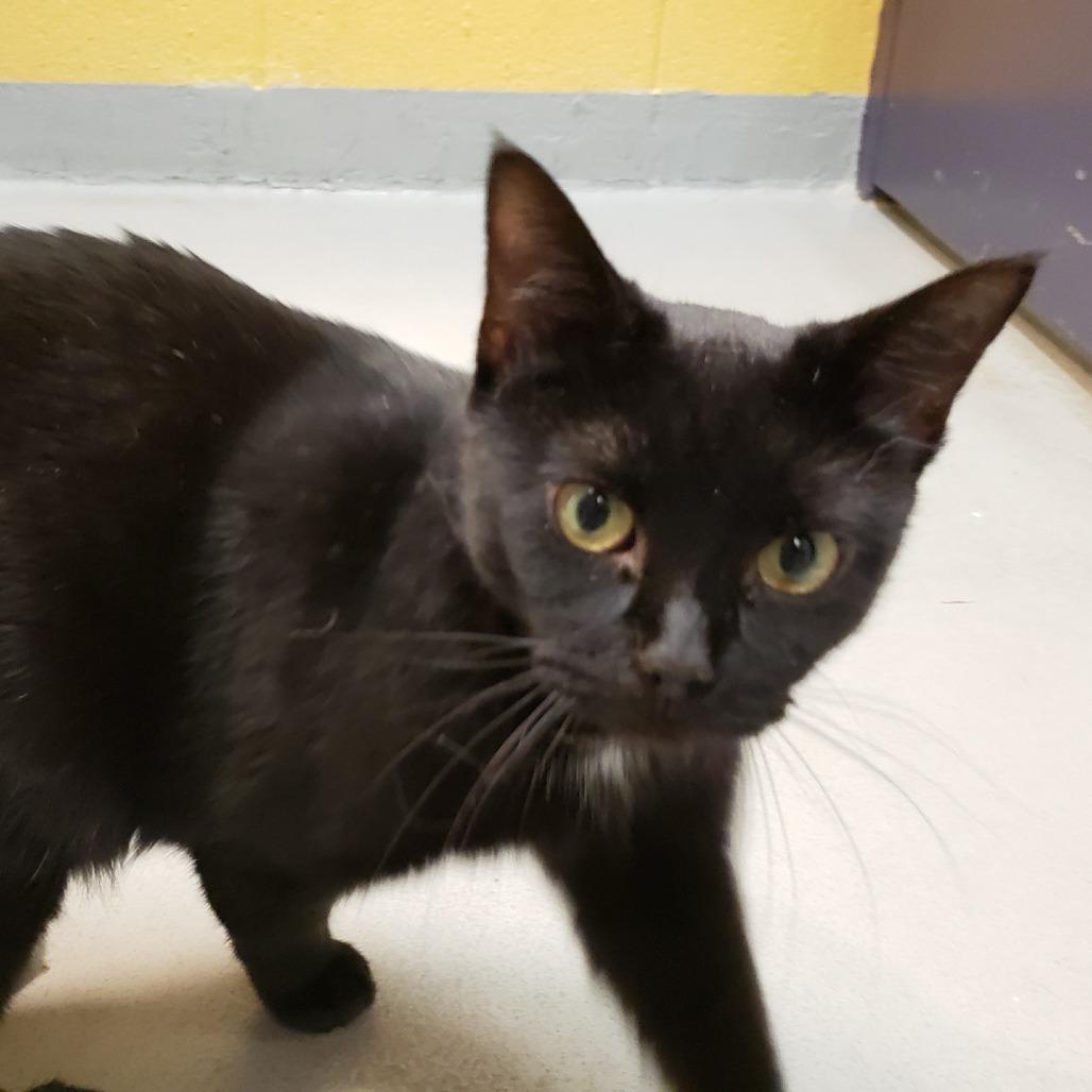 Enlarge Polly Pocket (FKA Pocket Lint), a Adoptable Domestic Short Hair in Charlottesville, VA image 1/6