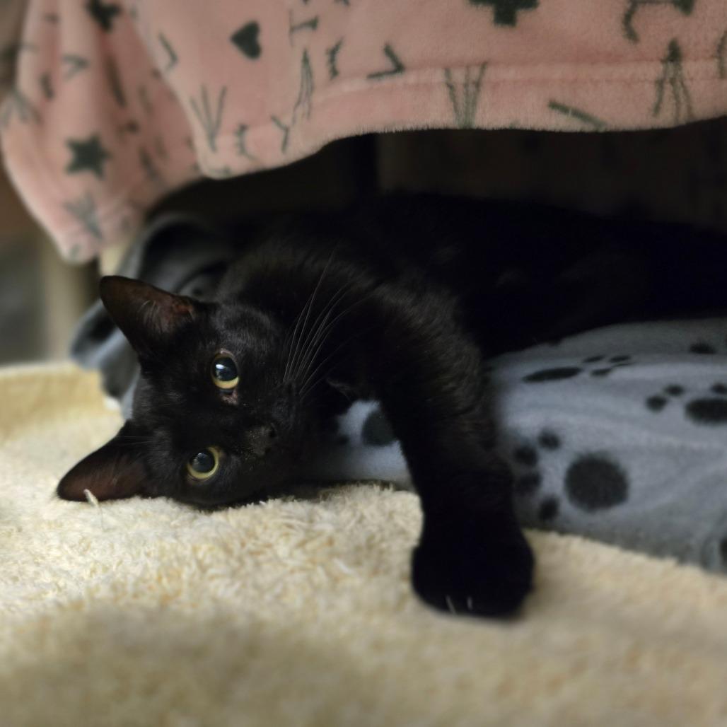 Enlarge Pocket Lint, a Adoptable Domestic Short Hair in Charlottesville, VA image 1/2