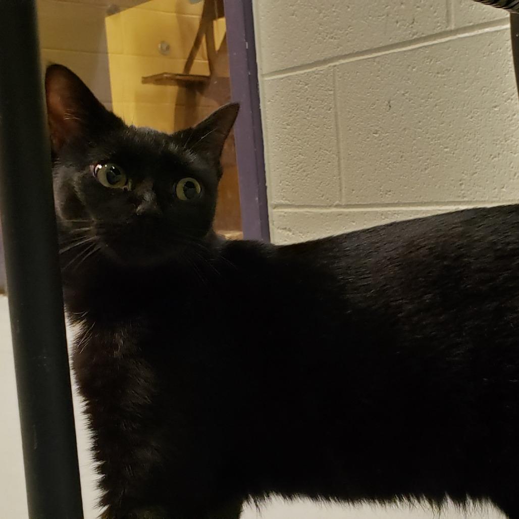 Enlarge Polly Pocket (FKA Pocket Lint), a Adoptable Domestic Short Hair in Charlottesville, VA image 4/6