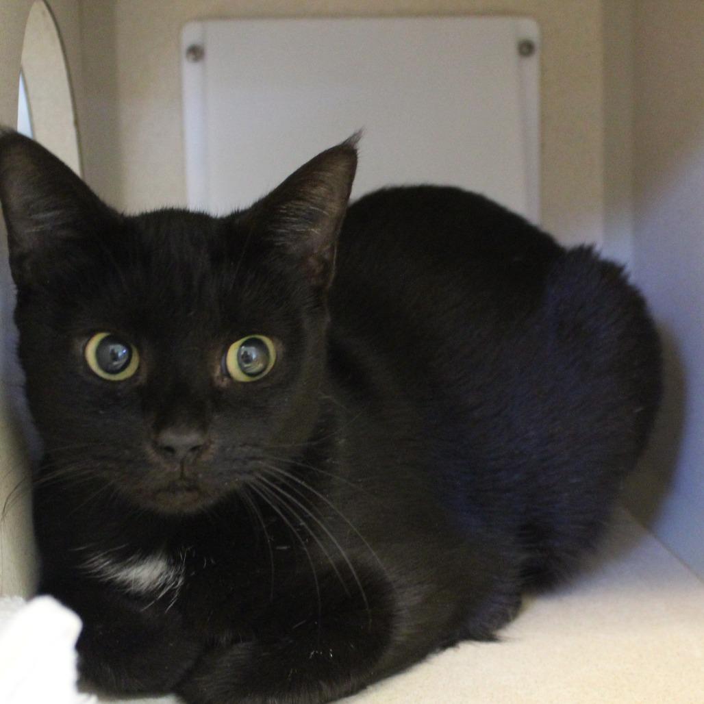 Enlarge Pocket Lint, a Adoptable Domestic Short Hair in Charlottesville, VA image 2/2