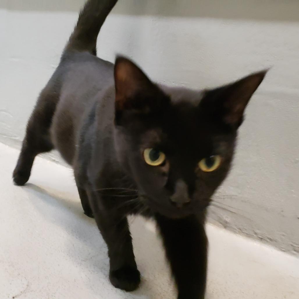 Enlarge Polly Pocket (FKA Pocket Lint), a Adoptable Domestic Short Hair in Charlottesville, VA image 6/6