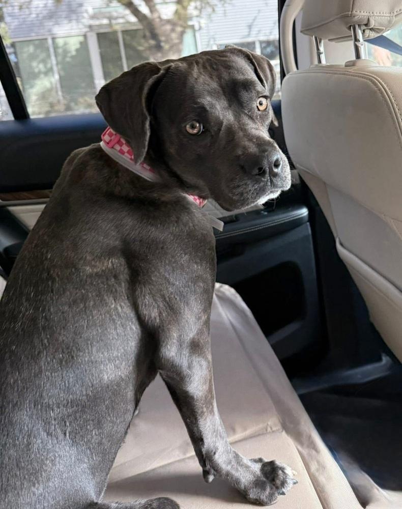 Enlarge Onyx, a Adoptable mixed breed in Sedalia, CO image 3/6