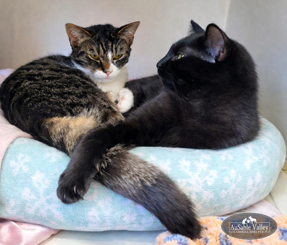 Toodle-Lou (Part of a bonded pair with Ebony), a ADOPTABLE Domestic Short Hair in Grayling, MI image 4/6