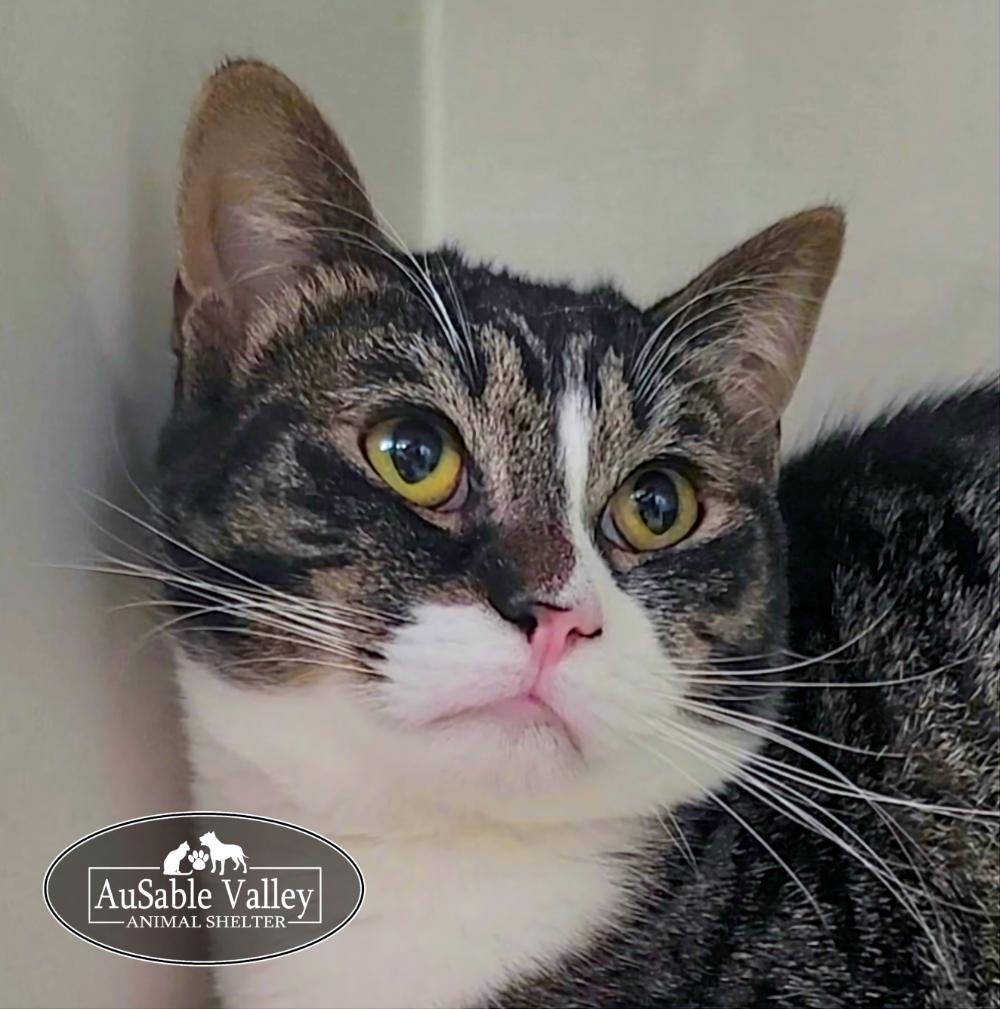 Toodle Lou, a ADOPTABLE Domestic Short Hair in Grayling, MI image 2/5