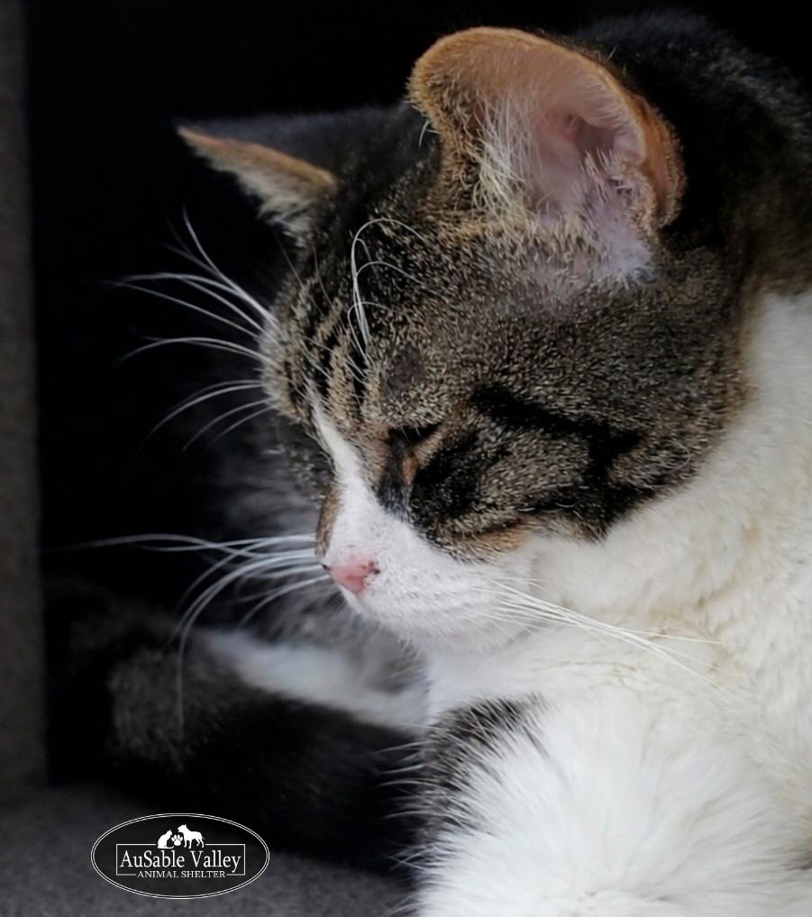 Toodle-Lou (Part of a bonded pair with Ebony), a ADOPTABLE Domestic Short Hair in Grayling, MI image 6/6