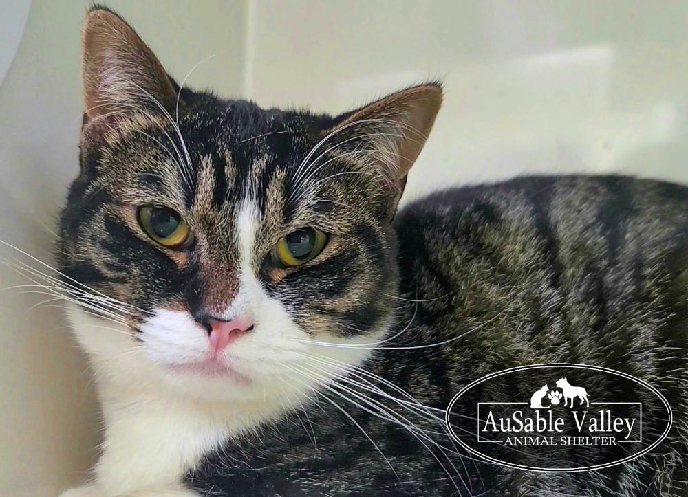 Toodle Lou, a ADOPTABLE Domestic Short Hair in Grayling, MI image 3/5