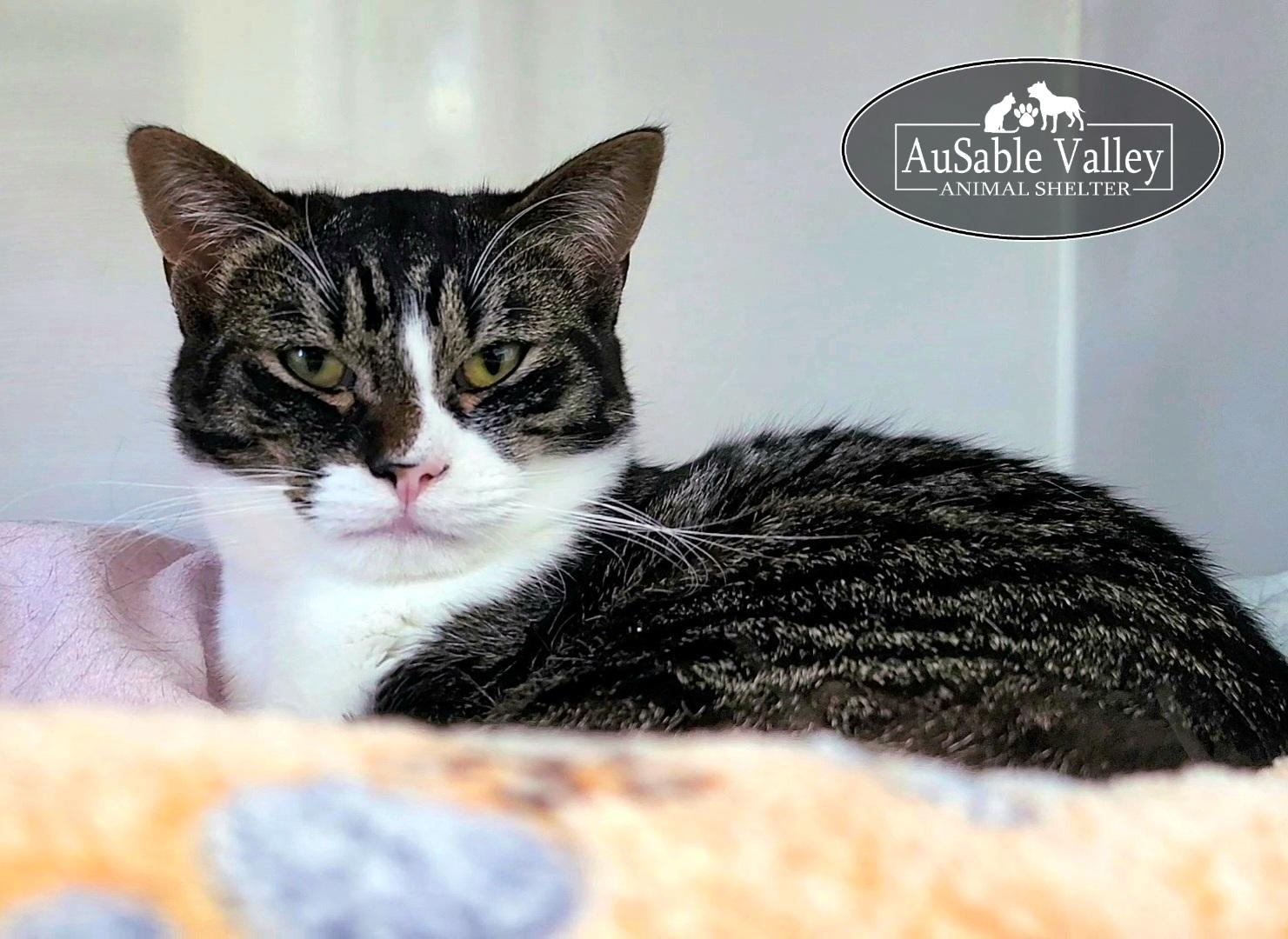 Toodle-Lou (Part of a bonded pair with Ebony), a ADOPTABLE Domestic Short Hair in Grayling, MI image 3/6