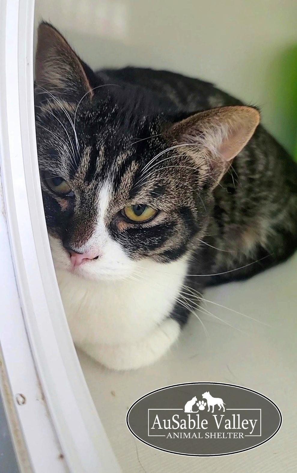 Toodle Lou, a ADOPTABLE Domestic Short Hair in Grayling, MI image 4/5