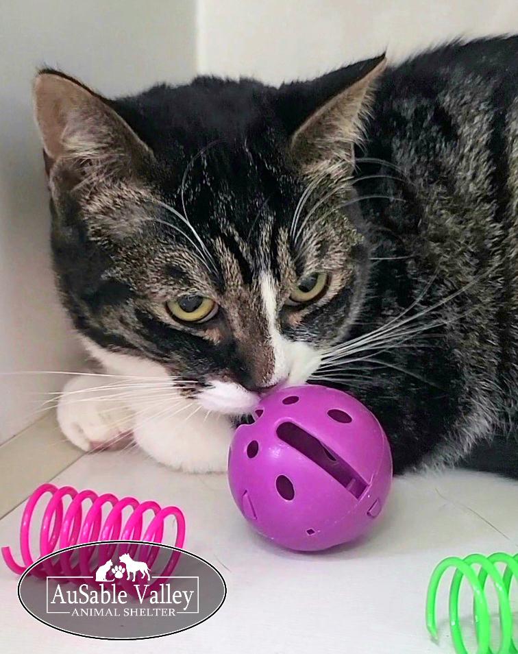 Toodle Lou, a ADOPTABLE Domestic Short Hair in Grayling, MI image 5/5