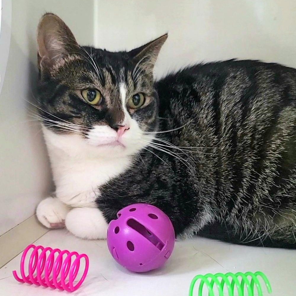 Toodle Lou, a ADOPTABLE Domestic Short Hair in Grayling, MI image 1/5