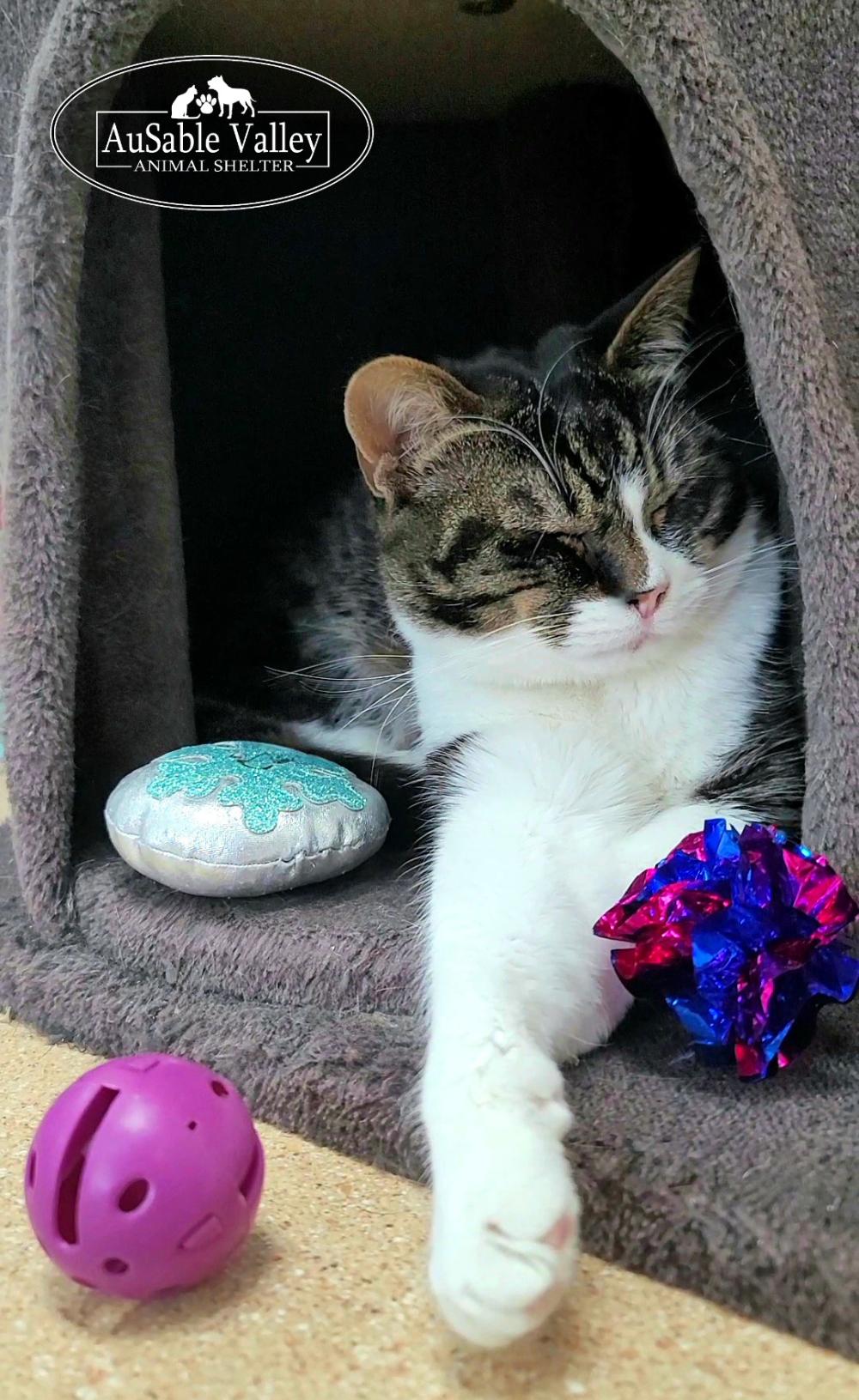 Toodle-Lou (Part of a bonded pair with Ebony), a ADOPTABLE Domestic Short Hair in Grayling, MI image 5/6