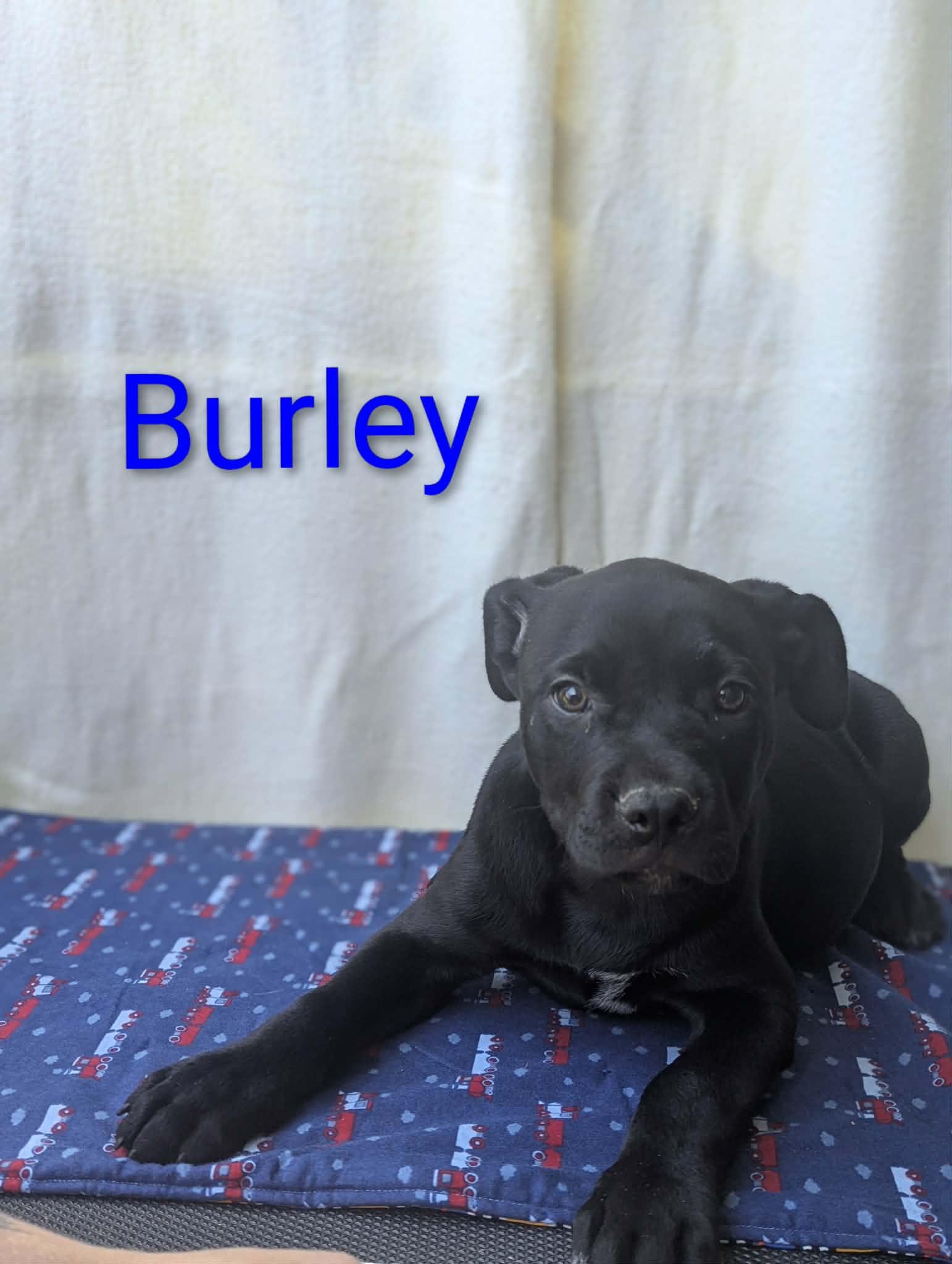 Enlarge Burley, a ADOPTABLE mixed breed in Logan, OH image 1/1