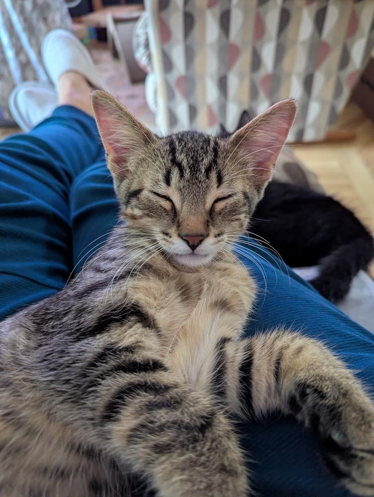 Damian (in foster), Adoptable, Kitten Male Domestic Short Hair.