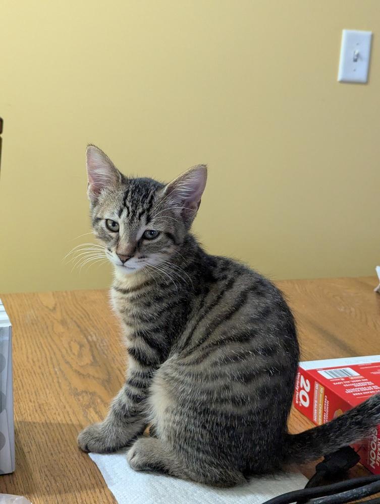Enlarge Damian (in foster), a Adoptable Domestic Short Hair in Muskegon, MI image 2/5