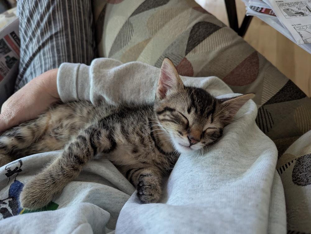 Enlarge Damian (in foster), a Adoptable Domestic Short Hair in Muskegon, MI image 3/5