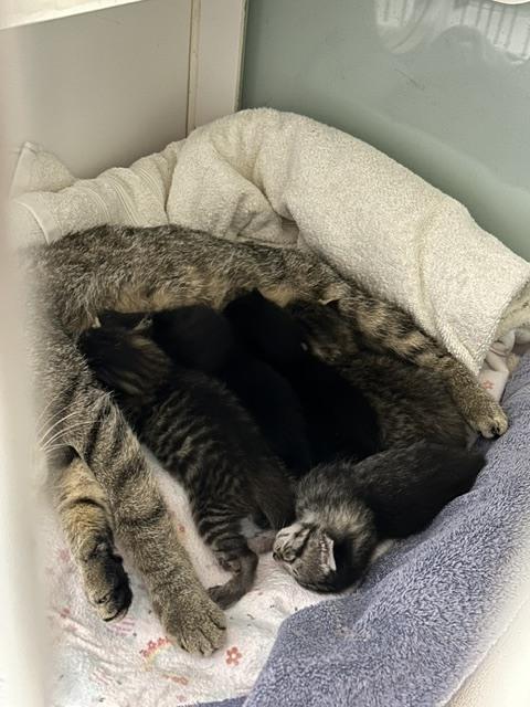 Enlarge Damian (in foster), a Adoptable Domestic Short Hair in Muskegon, MI image 4/5