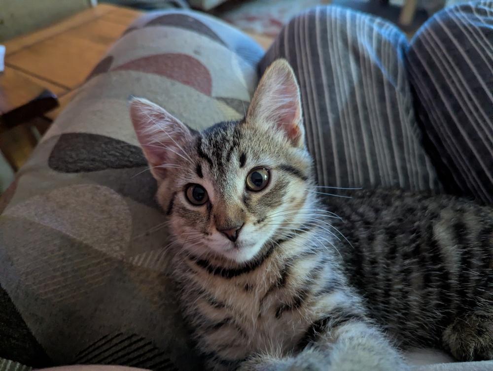 Enlarge Damian (in foster), a Adoptable Domestic Short Hair in Muskegon, MI image 5/5
