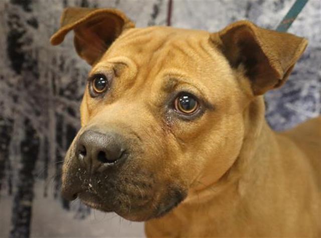 MAX, Adoptable, Young Male Mixed Breed.