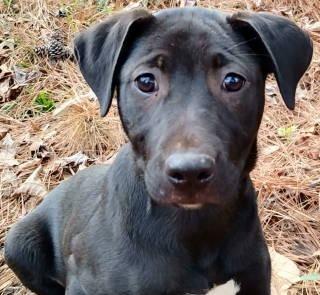Anya, ADOPTABLE, Puppy Female Labrador Retriever.