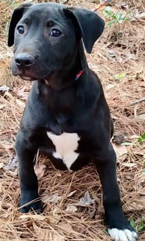 Enlarge Anya, a ADOPTABLE mixed breed in Chelmsford, MA image 4/4