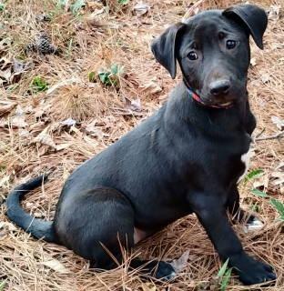 Enlarge Anya, a ADOPTABLE mixed breed in Chelmsford, MA image 3/4