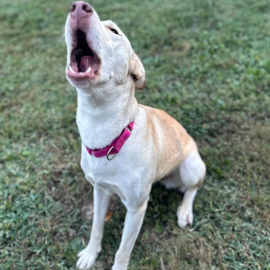 Taylor Sniff thumbnail 6