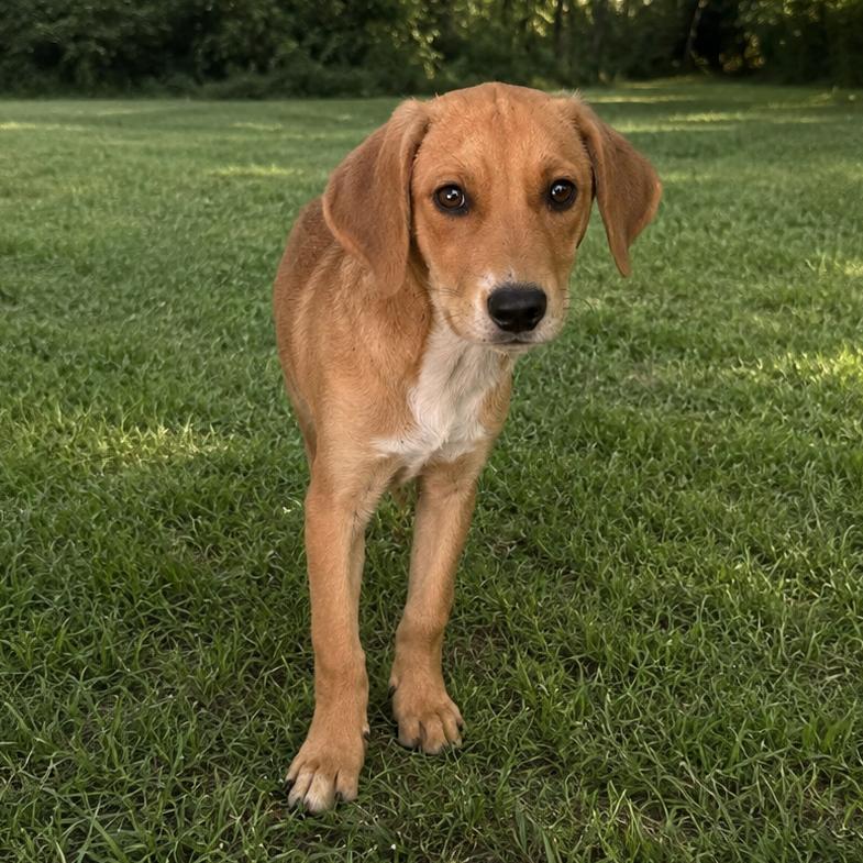 Enlarge Ship, a Adoptable mixed breed in Tulsa, OK image 1/1
