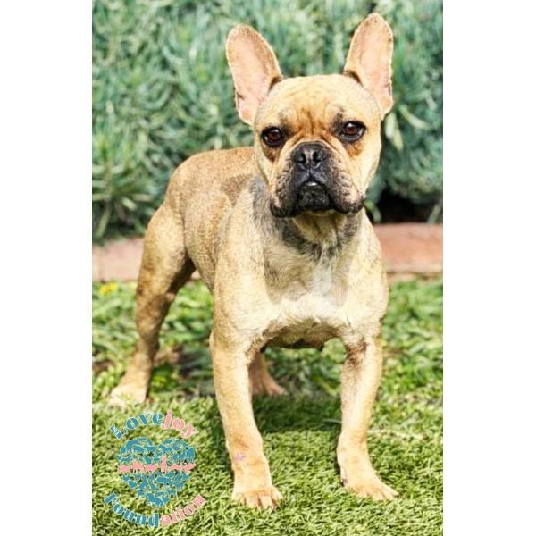 Petunia, ADOPTABLE, Adult Female French Bulldog.
