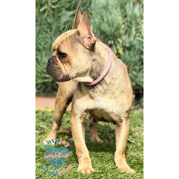 Petunia, a ADOPTABLE French Bulldog in Inglewood, CA image 2/2