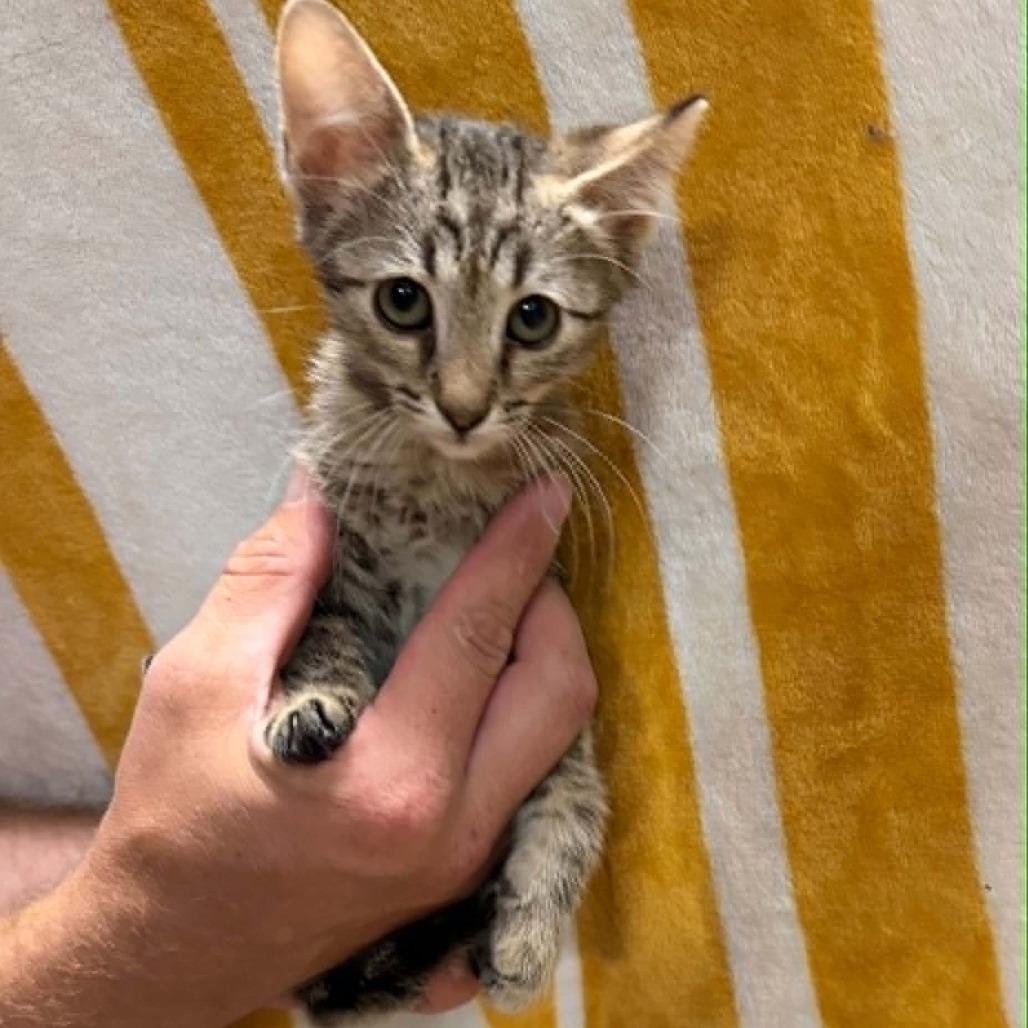 Enlarge Scrappy, a Adoptable Domestic Short Hair in Kingman, AZ image 1/2