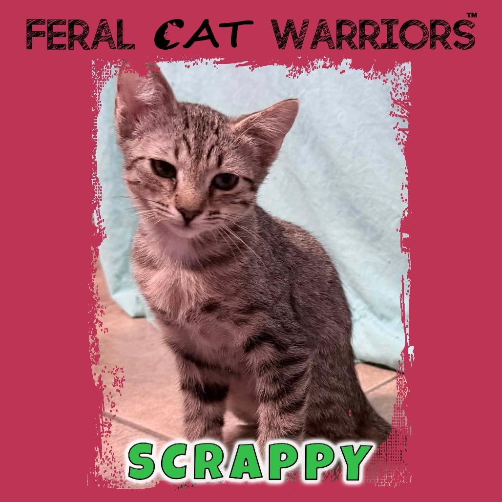 Enlarge Scrappy, a Adoptable Domestic Short Hair in Kingman, AZ image 2/2