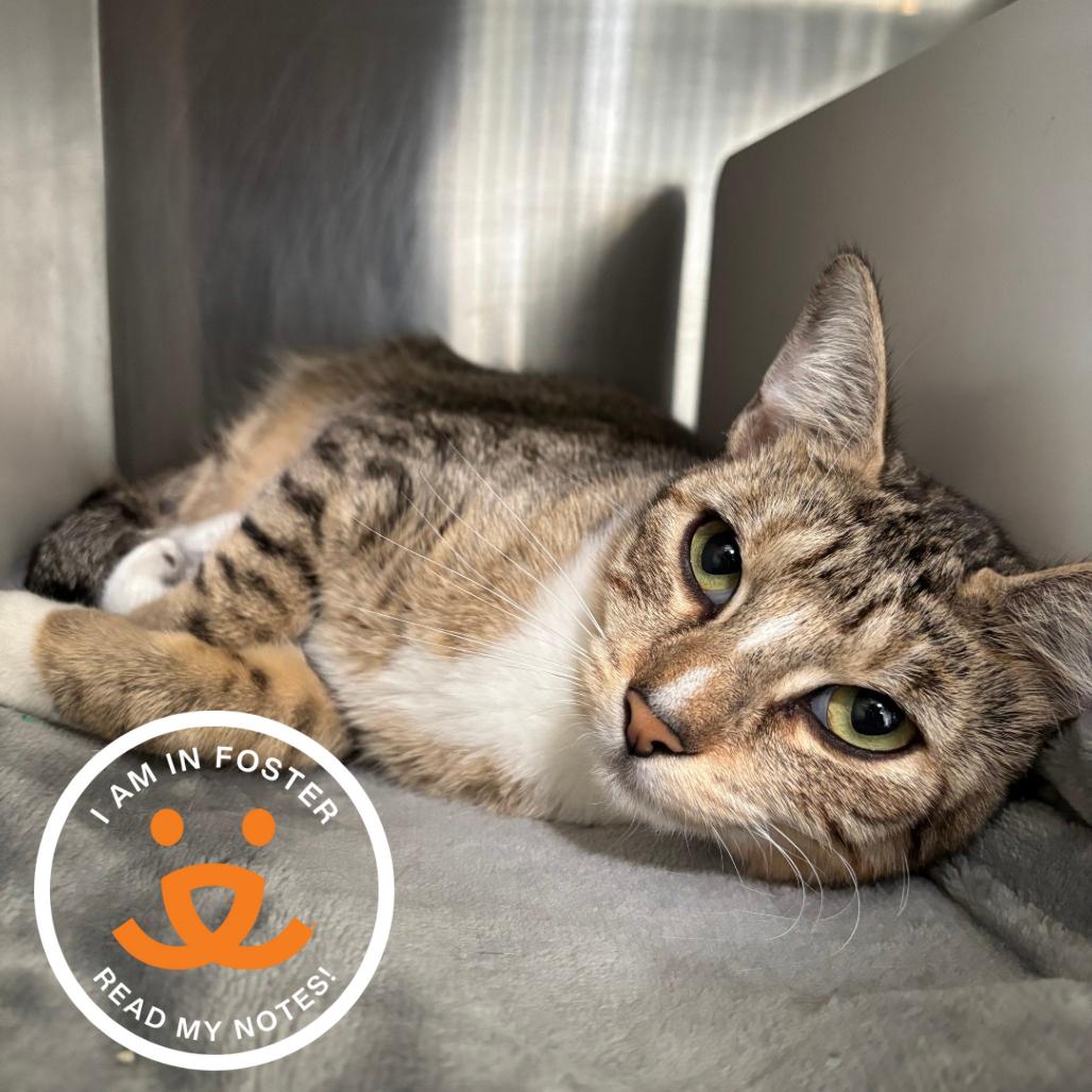 Kisses, a Adoptable Domestic Short Hair in League City, TX image 1/5