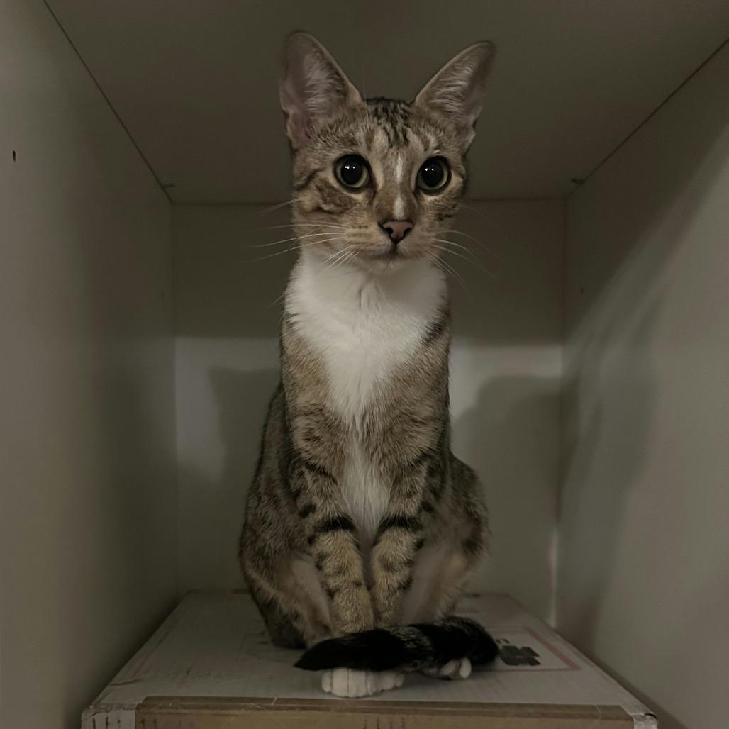 Kisses, a Adoptable Domestic Short Hair in League City, TX image 2/5