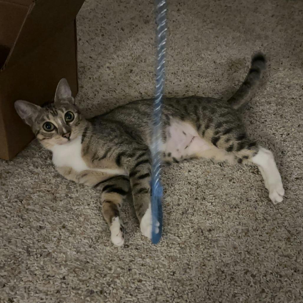 Kisses, a Adoptable Domestic Short Hair in League City, TX image 3/5