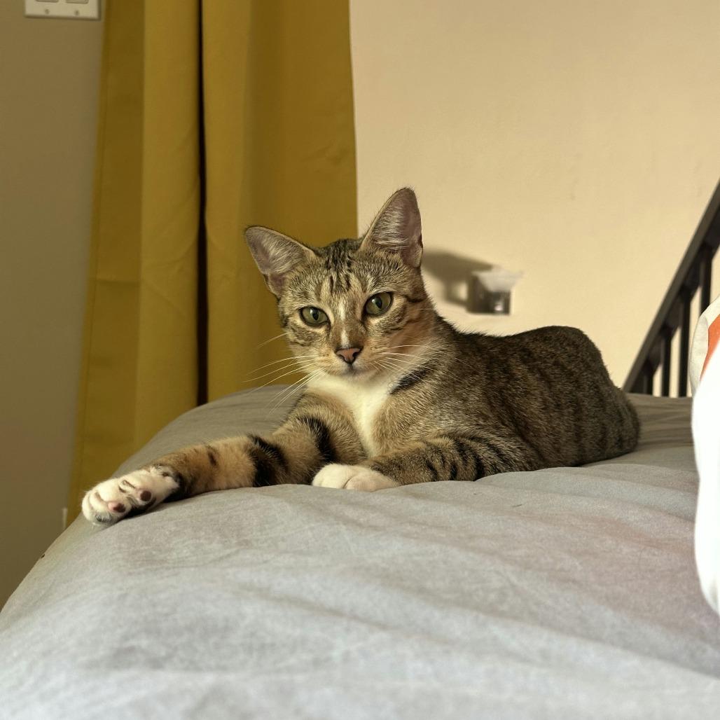 Kisses, a Adoptable Domestic Short Hair in League City, TX image 4/5