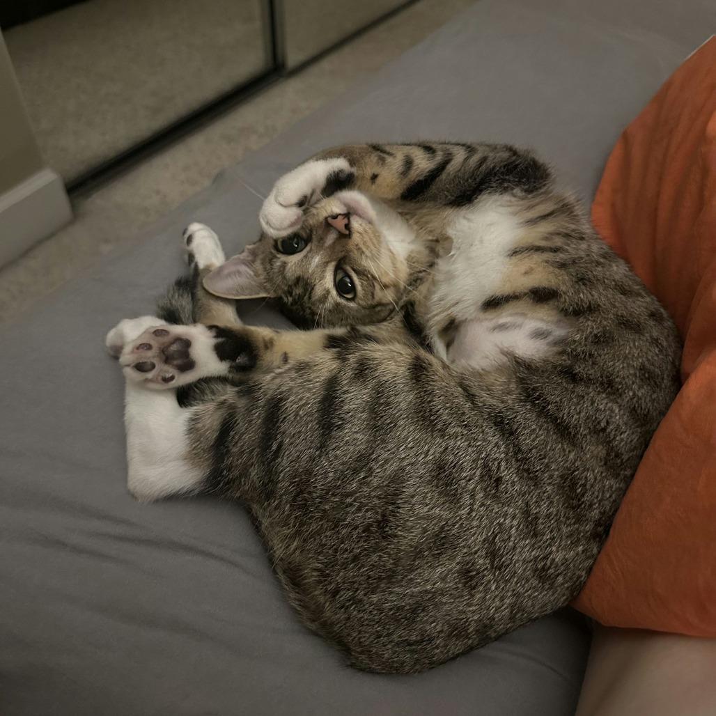 Kisses, a Adoptable Domestic Short Hair in League City, TX image 5/5