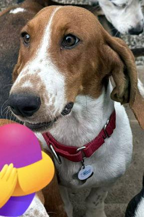 Enlarge MIA - ADOPTION PENDING!, a Adoptable Basset Hound in Mays Landing, NJ image 1/2