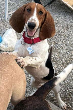 Enlarge MIA - ADOPTION PENDING!, a Adoptable Basset Hound in Mays Landing, NJ image 2/2