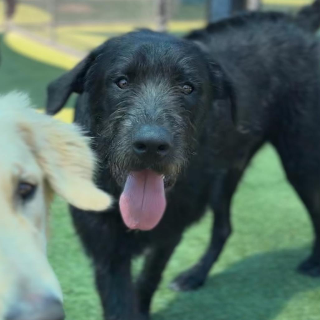 Hemi A2271820, Adoptable, Young Male Cane Corso & Giant Schnauzer.