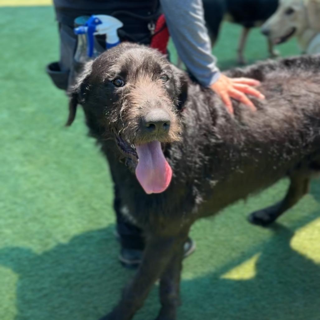 Enlarge Hemi A2271820, a Adoptable mixed breed in Middletown, NY image 5/6