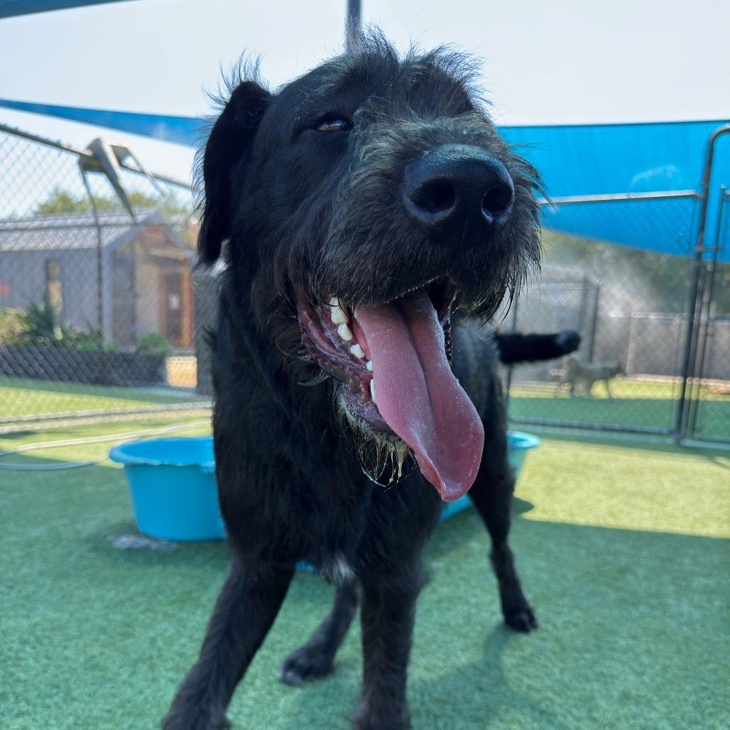 Enlarge Hemi A2271820, a Adoptable mixed breed in Middletown, NY image 6/6