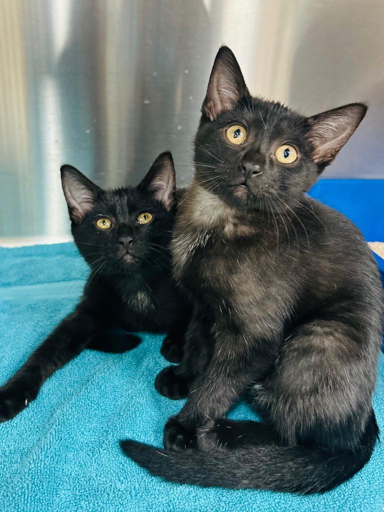 Midnight, Adoptable, Young Male Domestic Short Hair.