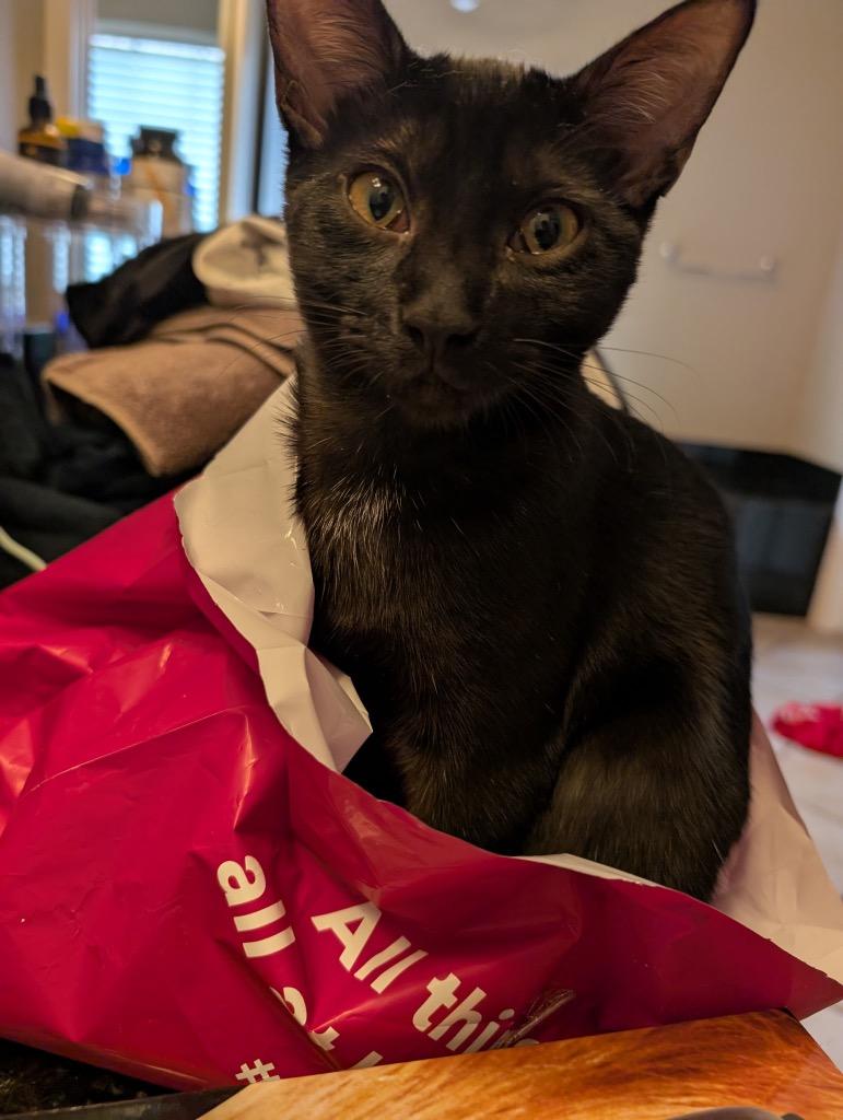 Midnight, Adoptable, Young Male Domestic Short Hair.